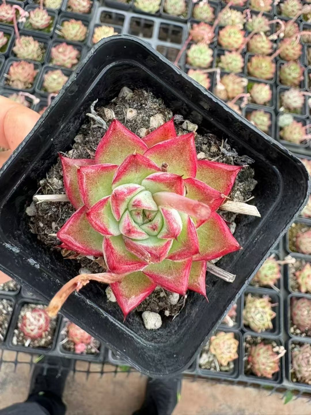 植物少女（額付き） Amazon | STEINS;GATE Aqua Float Girls フィギュア 牧瀬紅莉栖