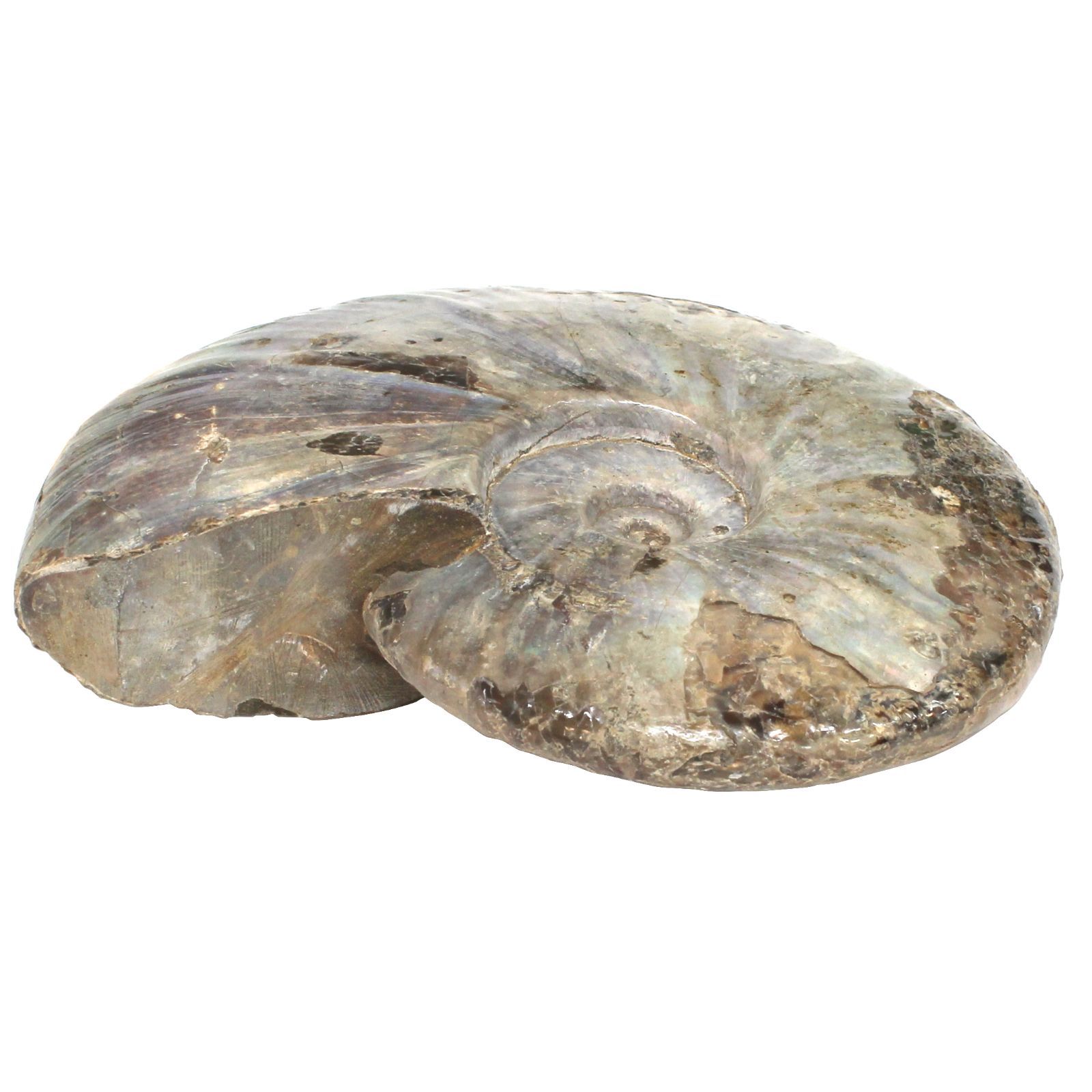 大型・1.2kg/18cm】虹色 遊色 アンモナイト 化石 標本 マダガスカル産