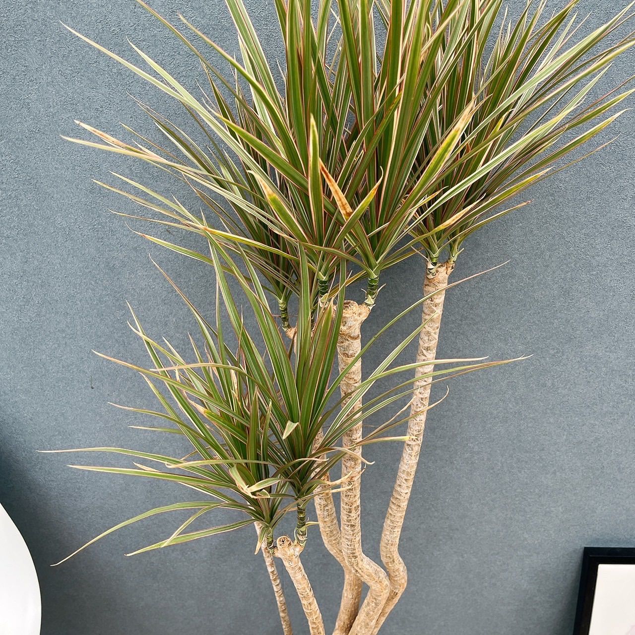 現品］82番 ドラセナ コンシンネ トリカラー 観葉植物 室内 8号