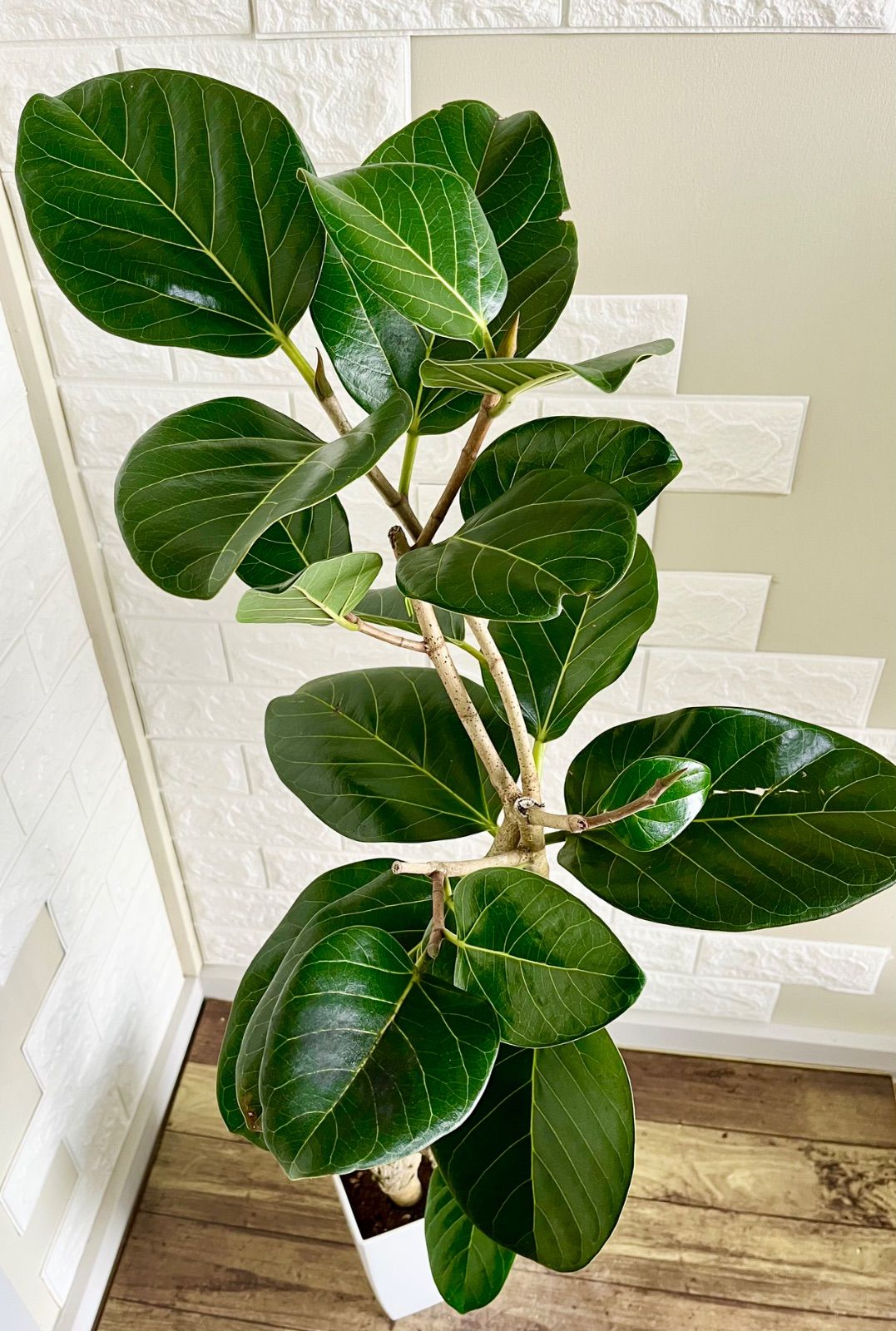 フィカスベンガレンシス⭐️希少種 - メルカリ