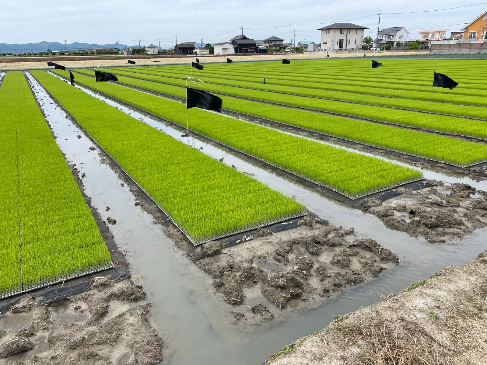 おいしいお米 つやつや