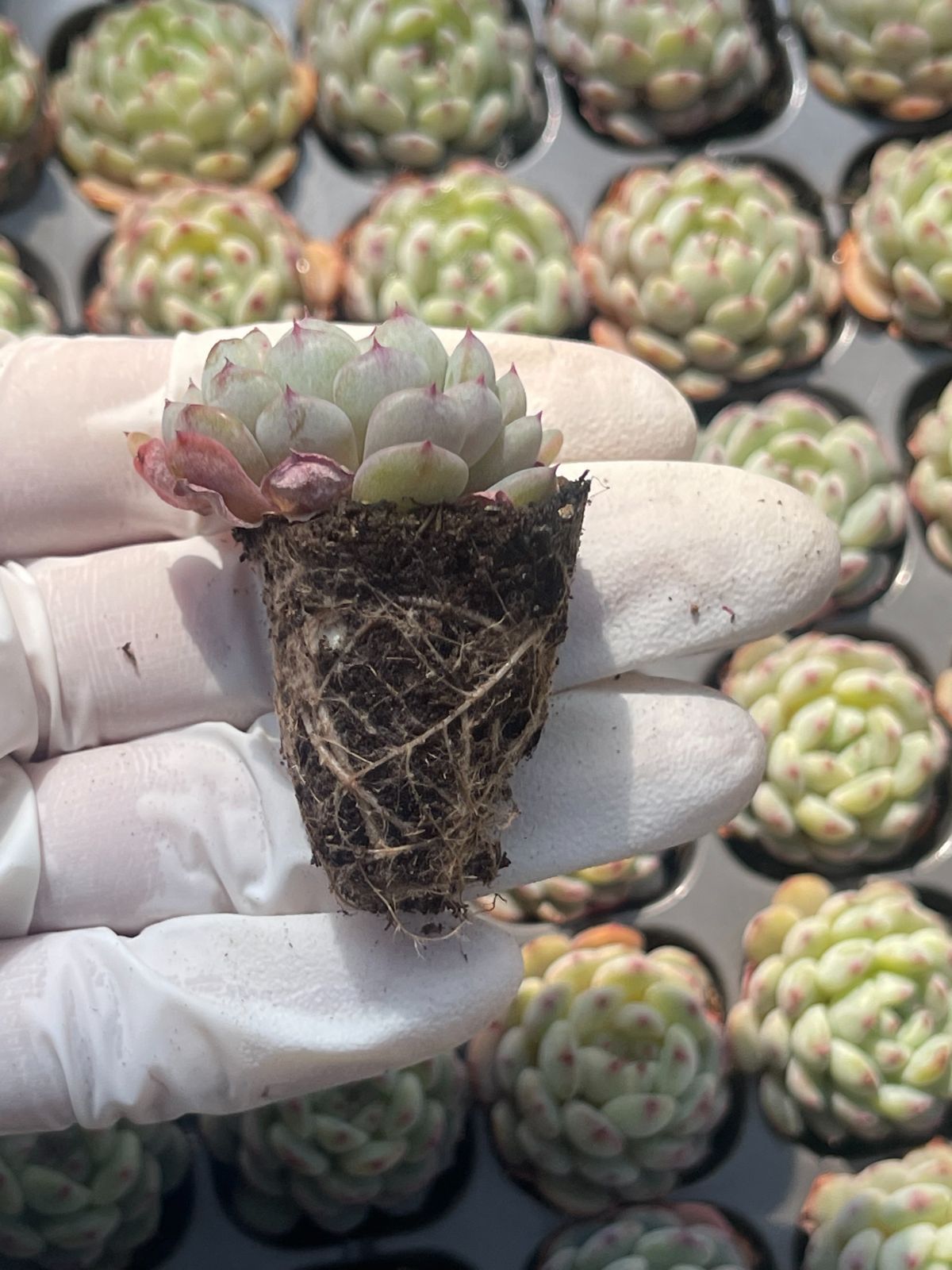 128株 S124-4 多肉植物 エケベリア 白デブ 超美苗 サボテン 観葉植物