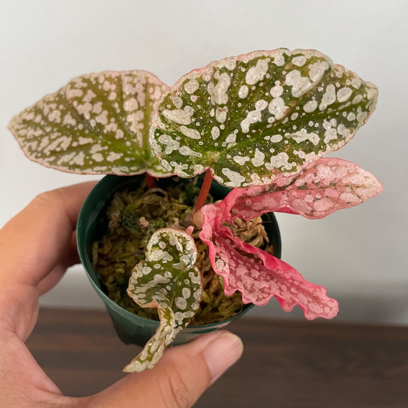ベゴニア スノーキャップド 斑入り Begonia Snow capped