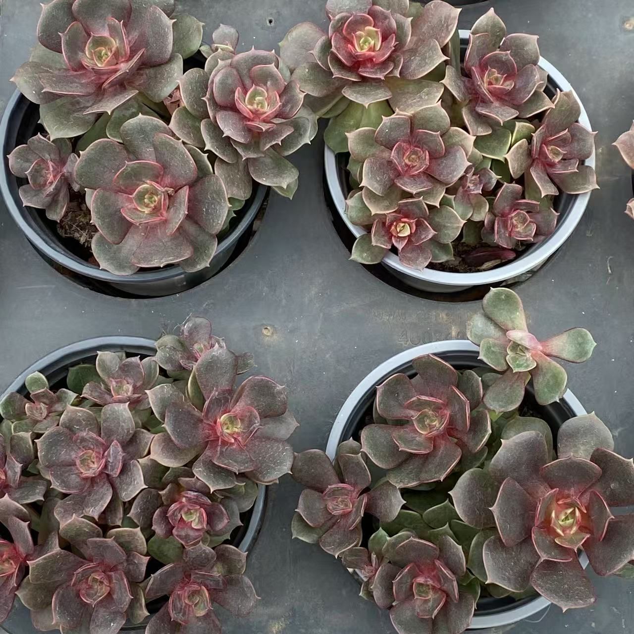 アエオニウム 10品種♡抜き苗セット④ アエオニウム抜き苗セット 多肉