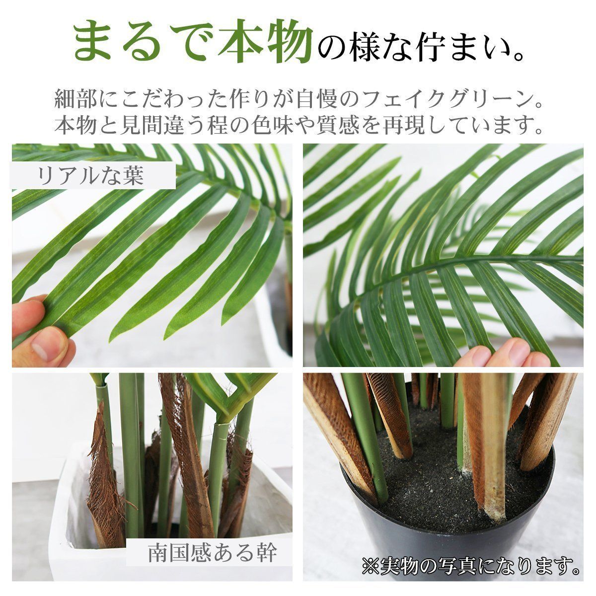 ヤマドリヤシ