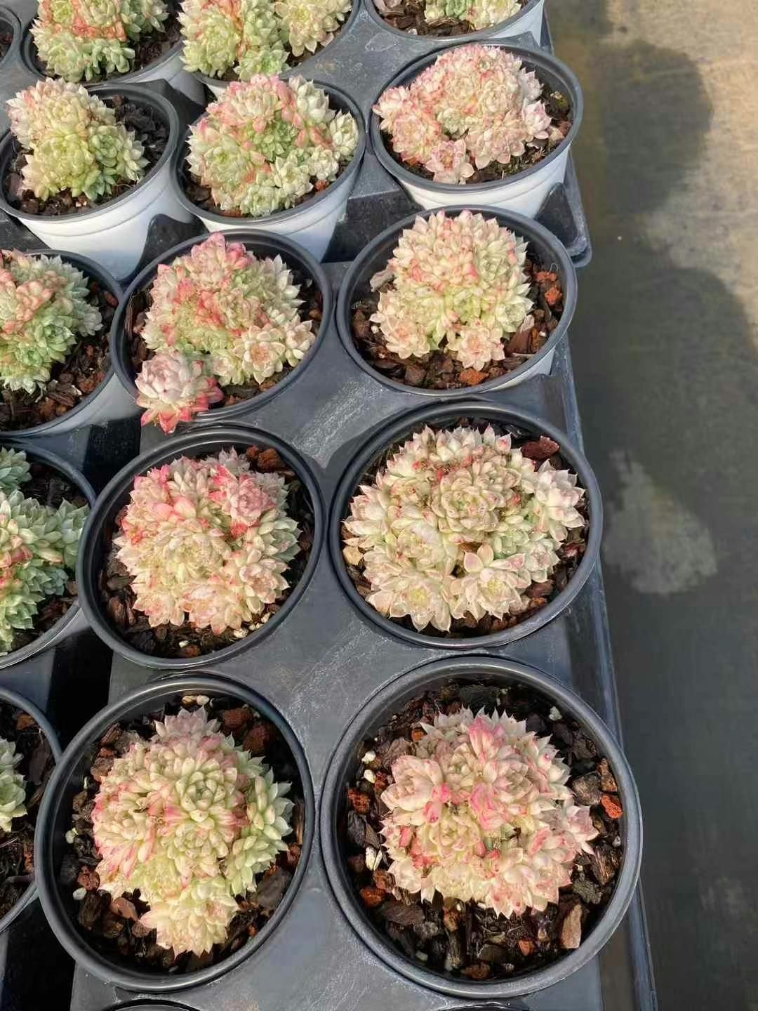 狂鉢 紺