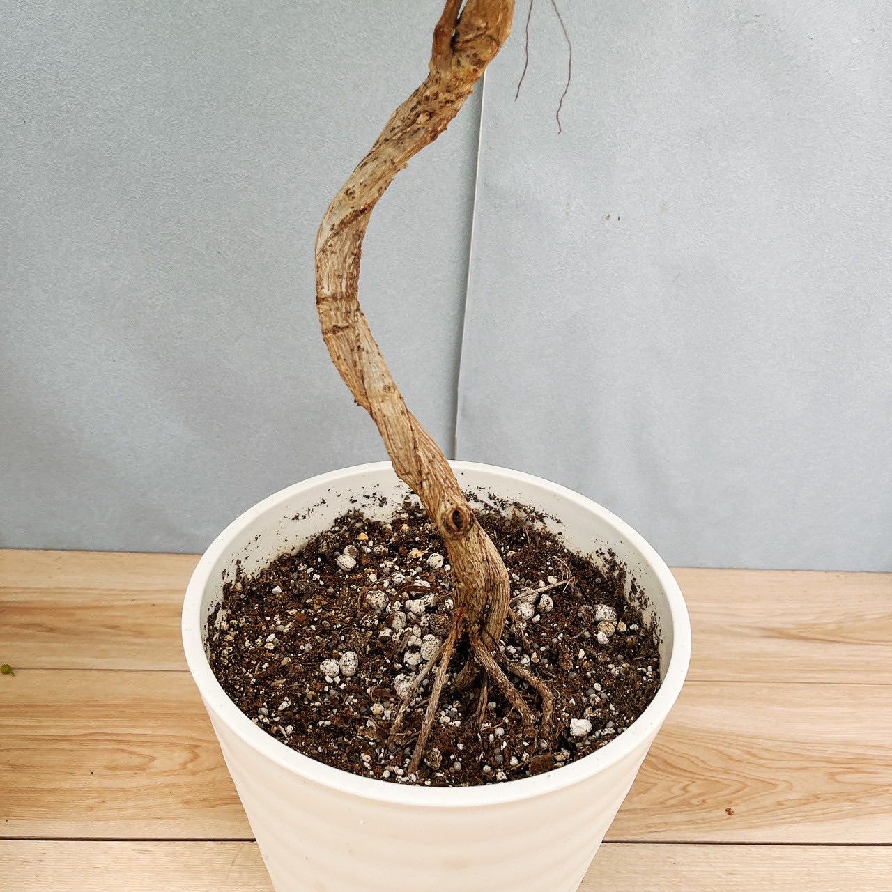 現品］【希少】87番 フィカス トライアンギュラリス 曲がり 8号 観葉