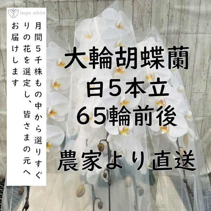 大輪胡蝶蘭白５本立 ６０～６５輪前後 ｜開店 開業 移転 周年 送別 誕生日のお祝いなどに