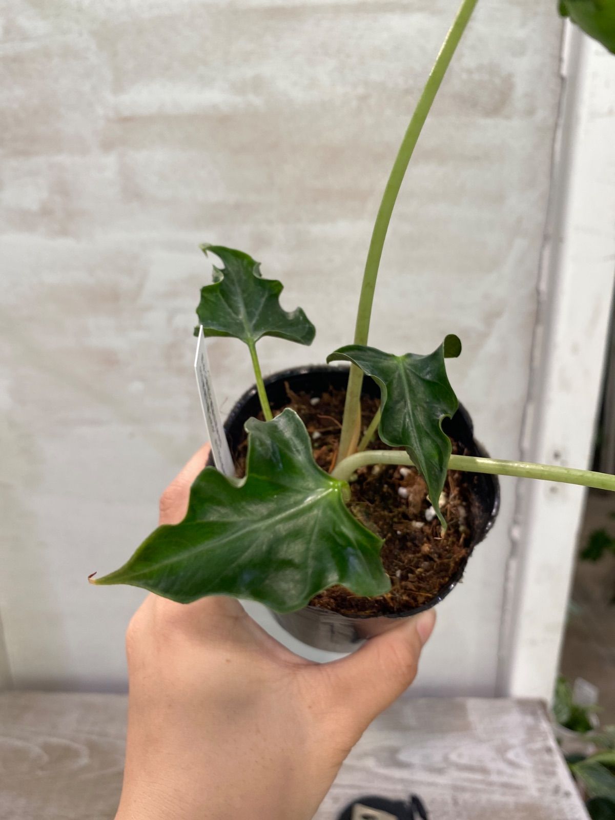 アロカシア 'ロコ' (Alocasia 'Loco') ① 3号 鉢底から約24cm 8