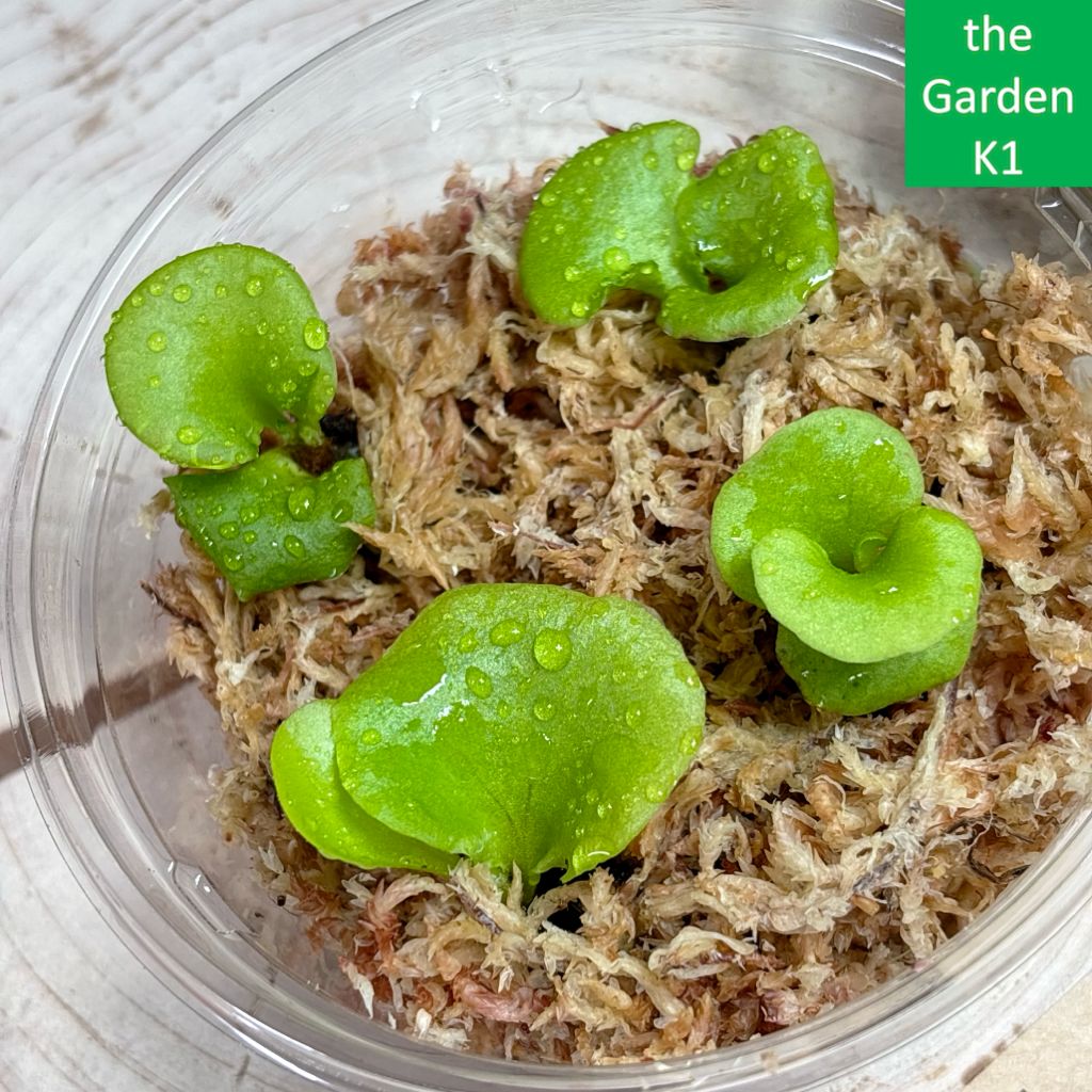 リドレイ　ビカクシダ1 ✨希少な品種が入荷いたしました✨ 板付きビカクシダ(コウモリ