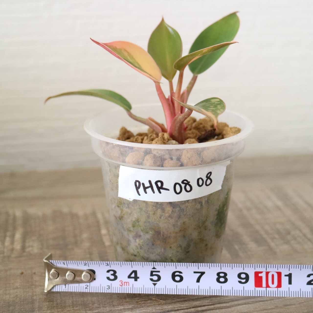 ラスト1株】フィロデンドロン レッドコンゴ 斑入り Philodendron ラスト1株】フィロデンドロン レッドコンゴ 斑入り Philodendron