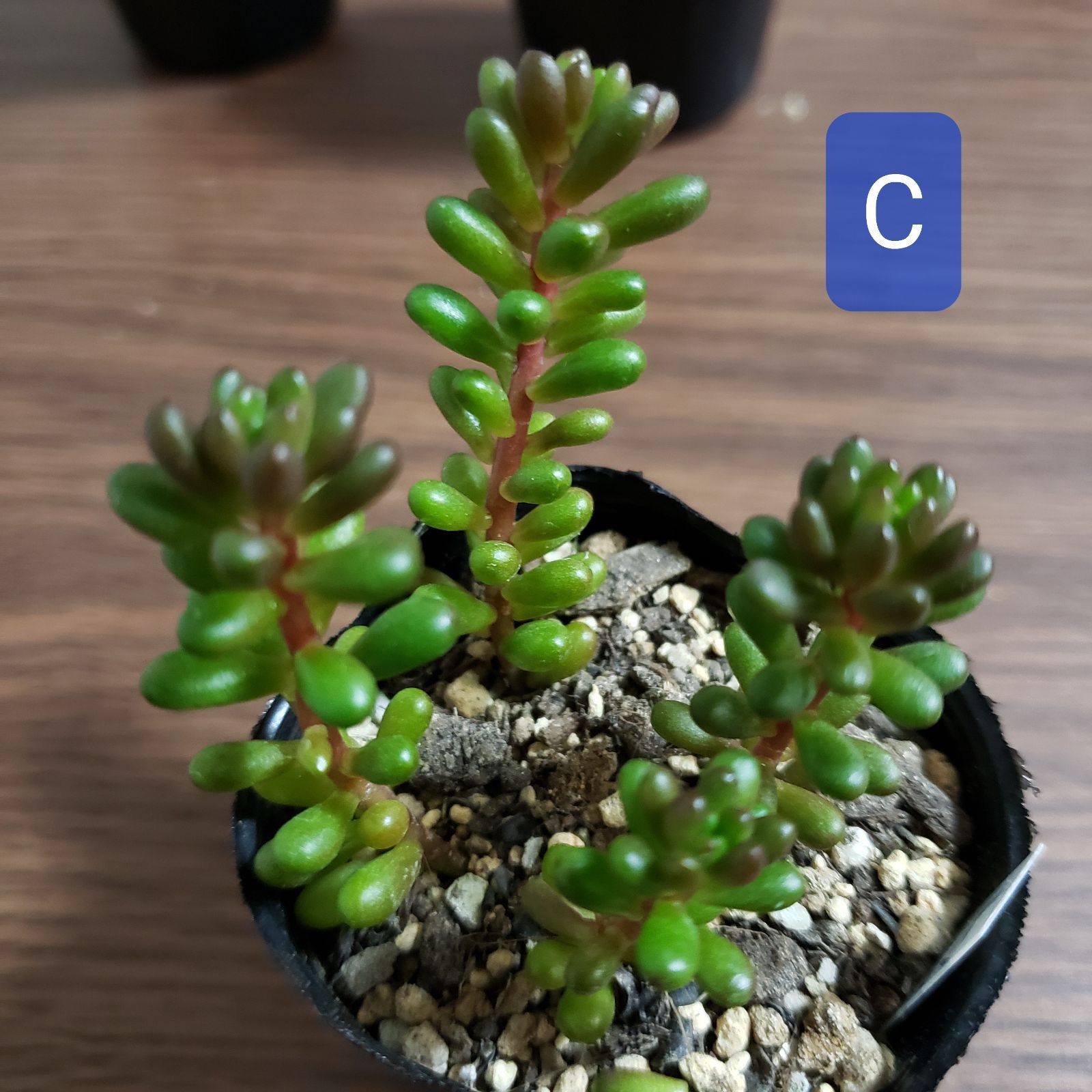 多肉植物 セダム レッドベリー 抜き苗 - メルカリ