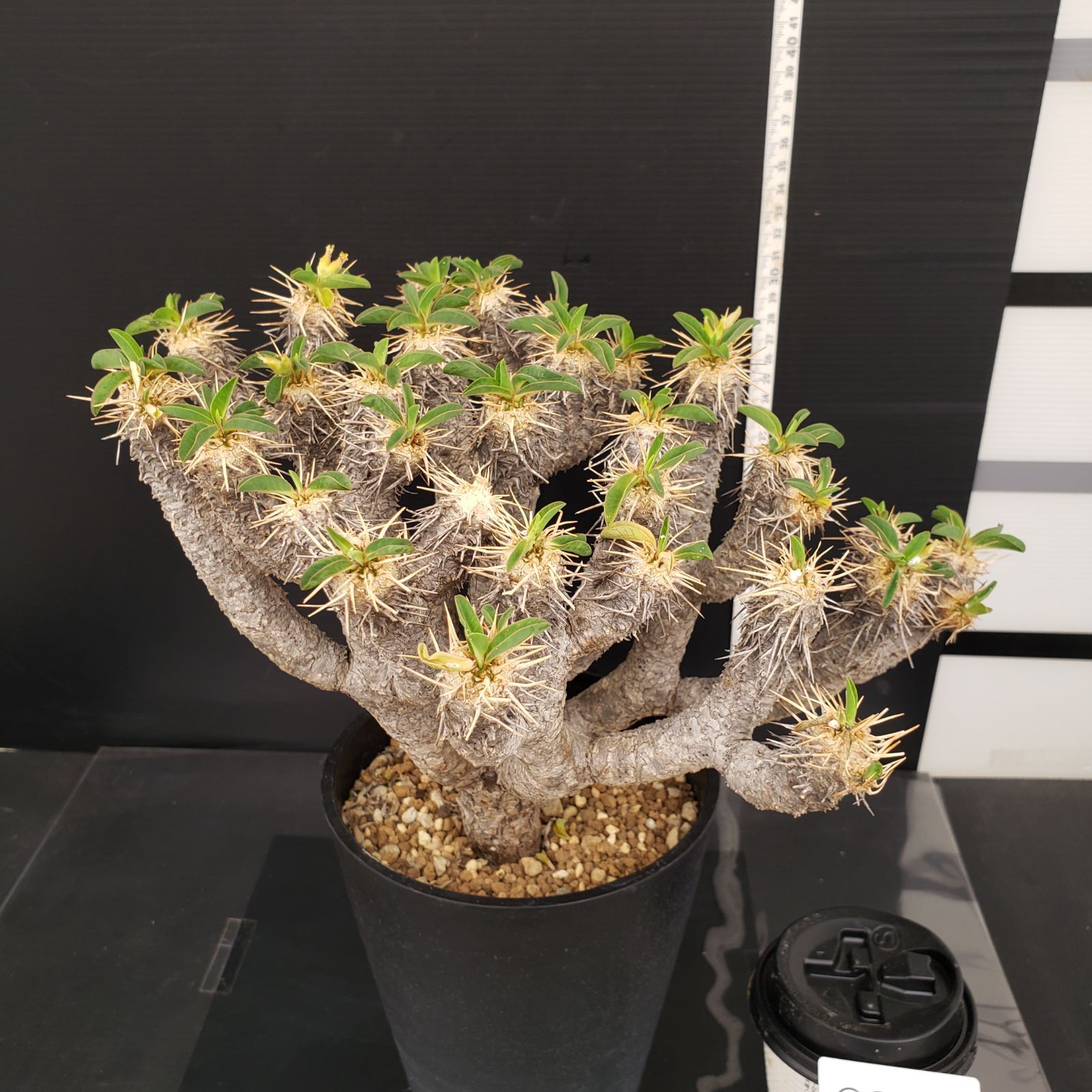 S501【自社養生株】ユーフォルビア ギラウミニアナ（発根株
