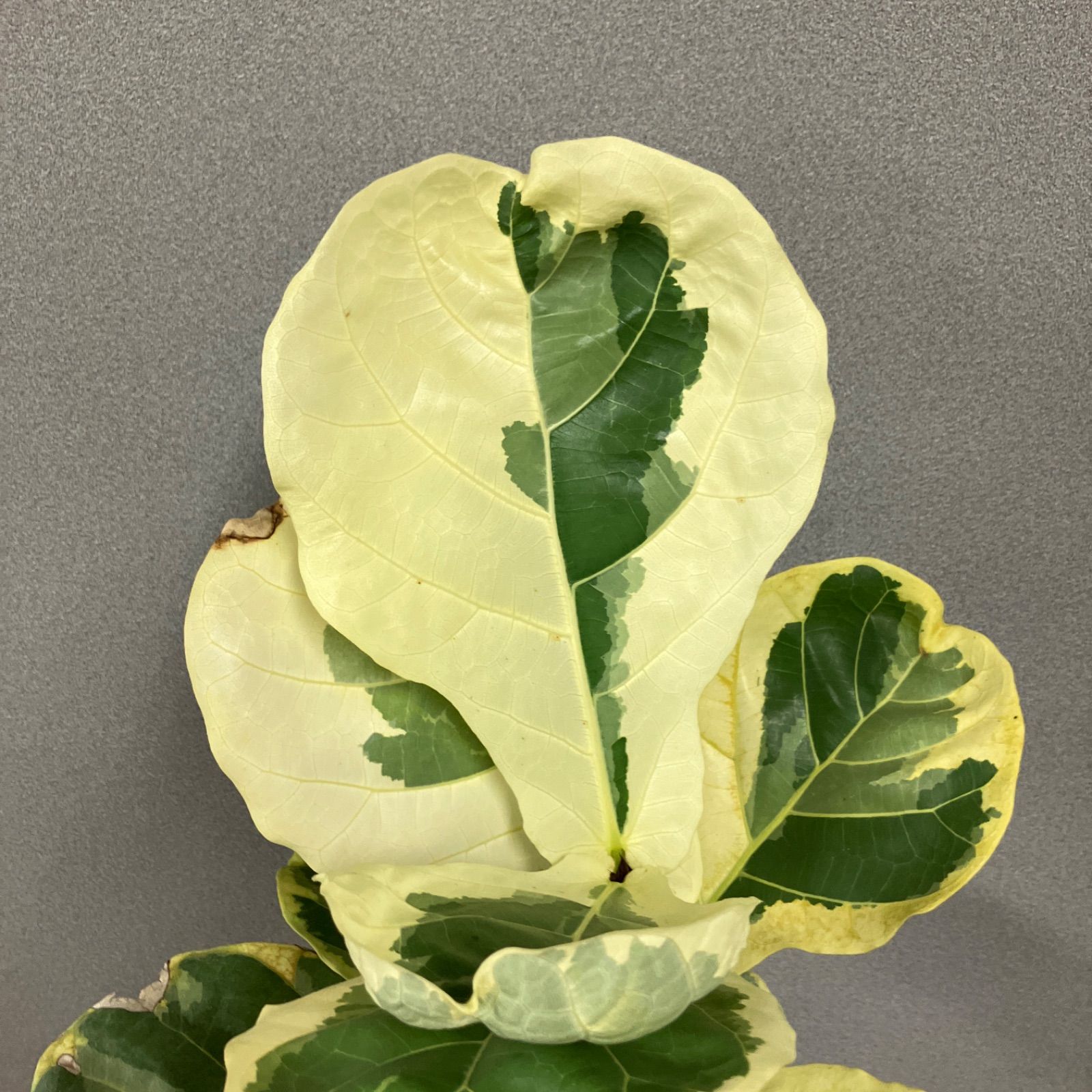 超希少❗️フィカス リラータ カシワバゴム 斑入り✨ - メルカリ