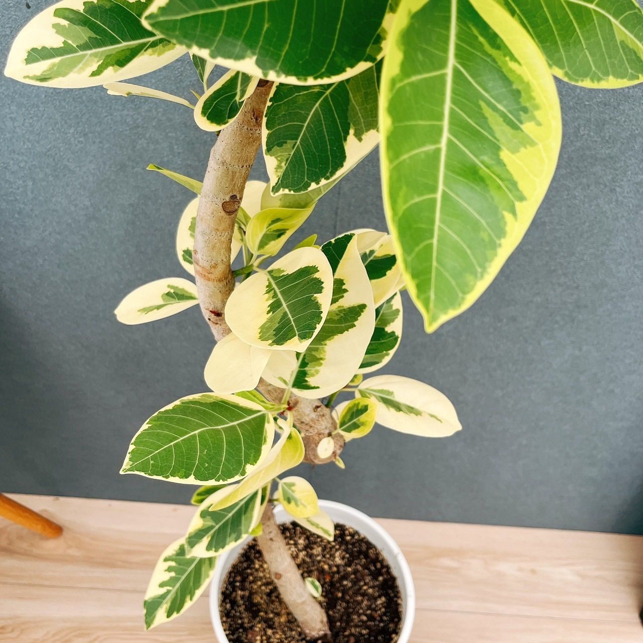 ［現品］13番　フィカス　アルテシマ　曲がり　8号　観葉植物　おしゃれ　ゴムの木 ［現品］13番　フィカス　アルテシマ　曲がり　8号　観葉植物　おしゃれ　ゴムの木