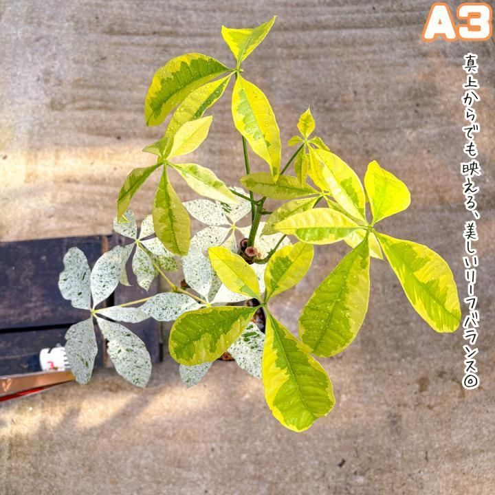 希少樹形・パキラ・ミルキーウェイ＆ムーンライト｜パラソル仕立て A３ 希少樹形・パキラ・ミルキーウェイ＆ムーンライト｜パラソル仕立て A3