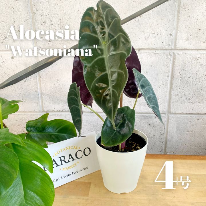 観葉植物】高級感 希少性 アロカシア ワトソニア 4号 プラ鉢