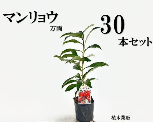 30本セット マンリョウ樹高0.2m前後9.0cmポット