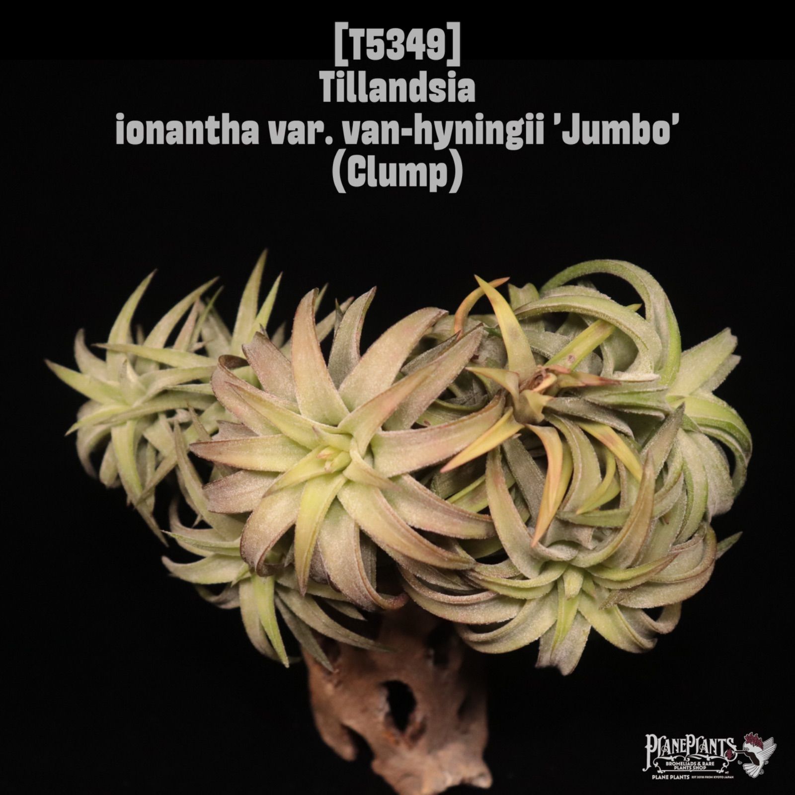 チランジア カプトメデューサ x コンコロール Tillandsia concolor x