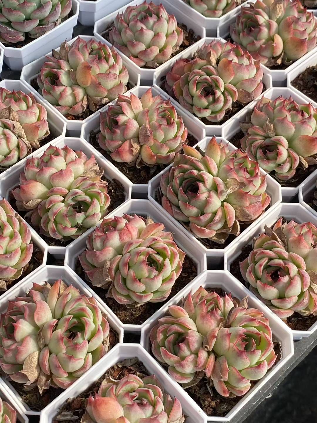 多肉植物 韓国苗 エケベリア MIX100苗セット 画像のセット ①韓国苗 多肉植物 エケベリア お得な詰め合わせセット 多肉植物