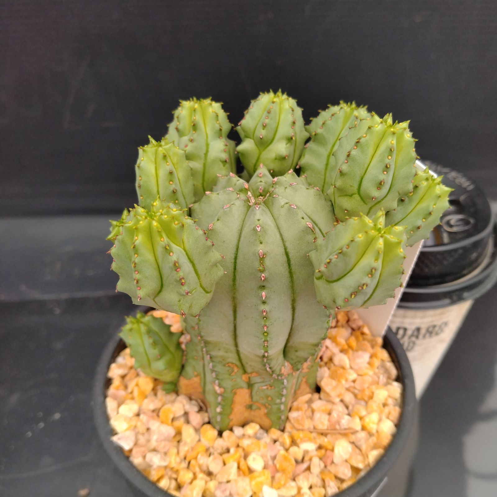 MASA様専用ユーフォルビア ホリダ ディッキア植え込みセット