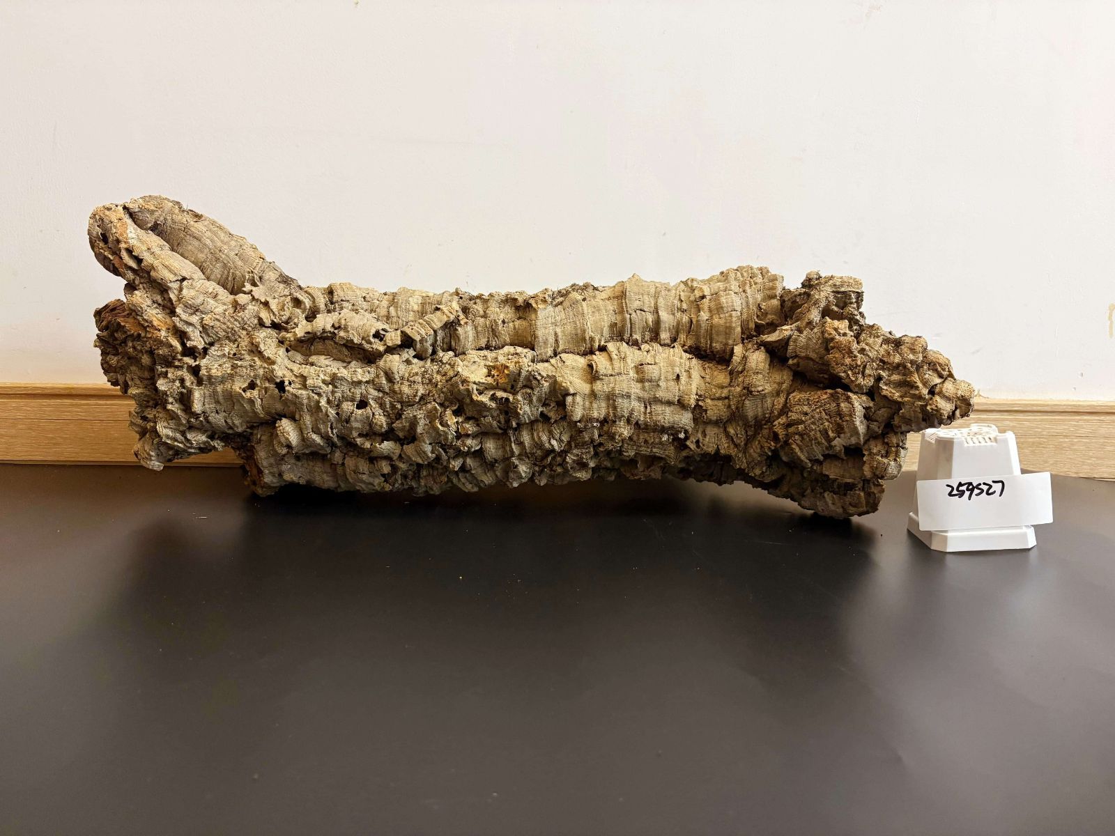 259S27 ポルトガル産 キャノンコルク コルク樹皮 コルク板 バージンコルク 送料無料 チランジア ビカクシダ 着生ラン 両生類 爬虫類 YUZUMIYA_COM