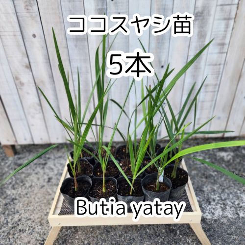 ココスヤシ　5年生苗 ココスヤシ 5年生苗 （楽天市場】ヤシの木 【ココスヤシ】 5号