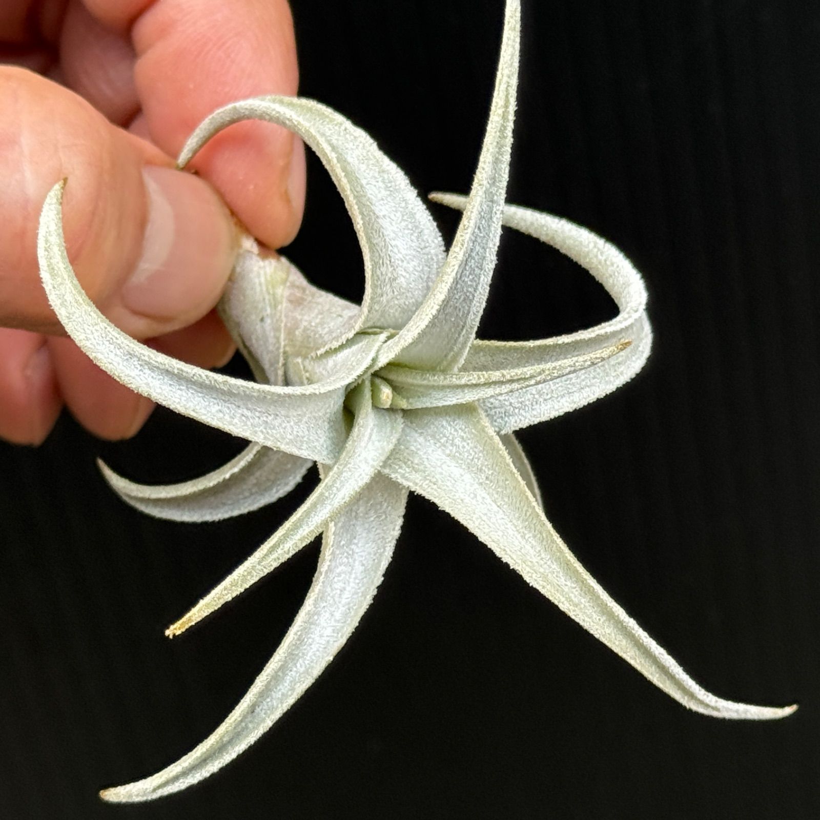 白銀の輝き＊ チランジア ハセイ Tillandsia hasei＊エアプランツ
