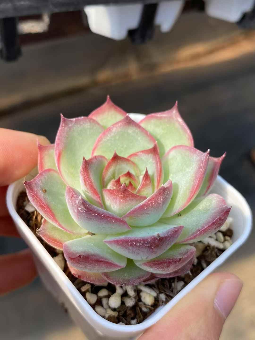 札つき】小蝶 綴化 ぼのぼのさん苗 ポットごと発送 2025年最新