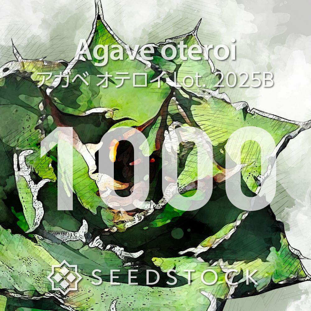 アガベの種 オテロイ Agave oteroi 1 000粒 ゆうパケット発送