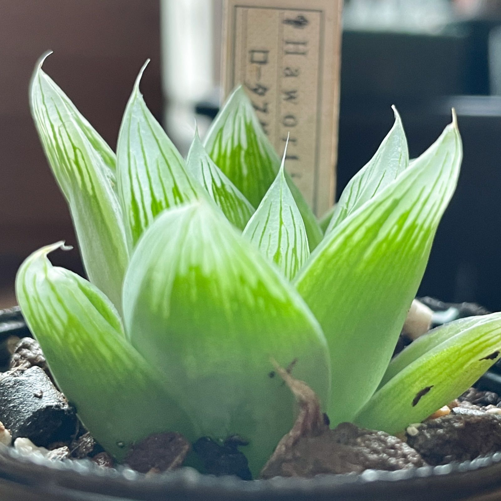 多肉植物 ハオルチア ロータスグラス 抜き苗 ネコポスらくらくメルカリ