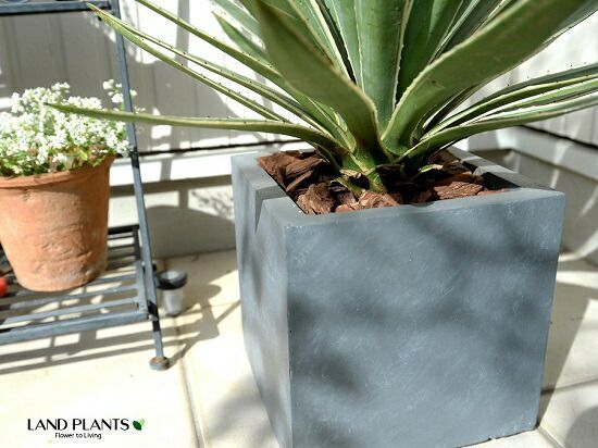 ハクセンコウ　斑入り 現品】斑入りアガベ アガベ・ハクセンコウ（白閃光）竜舌蘭 10号鉢 9A番