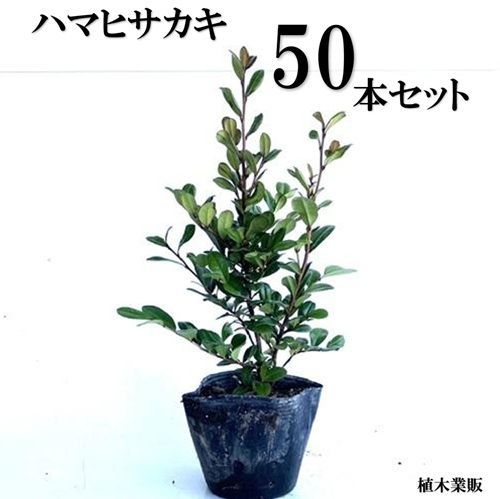 50本セット ハマヒサカキ樹高0.2m前後10.5cmポット