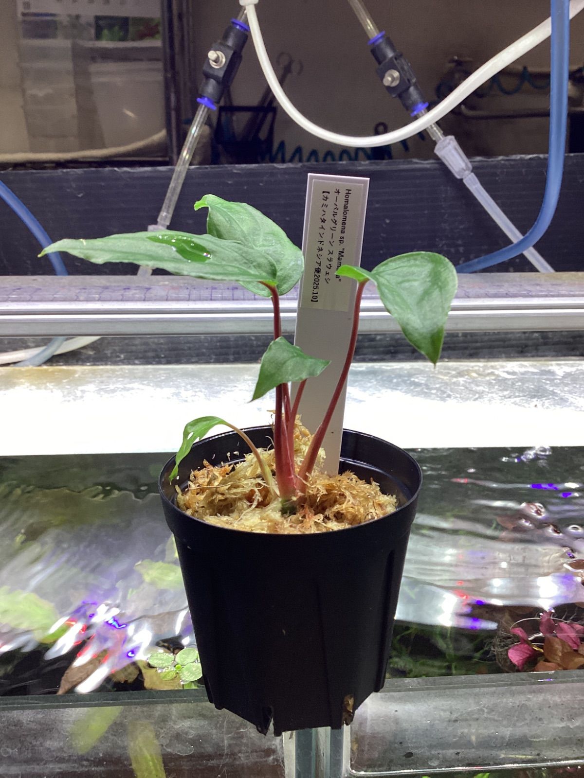 Homalomena sp. Manase オーバルグリーン スラウェシ