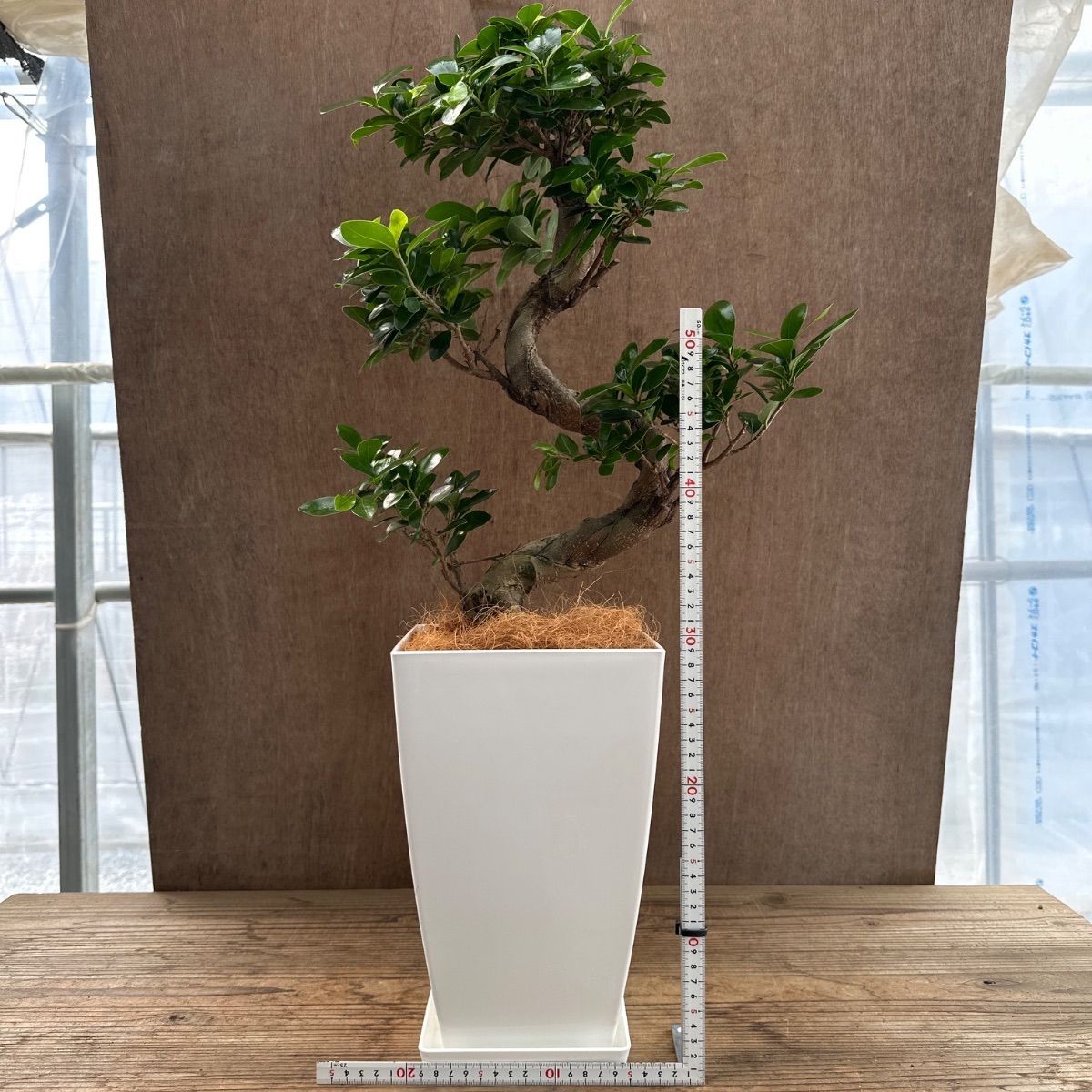 【希少・現品】フィカス ジャンボリーフ 曲がり 幹太 10号鉢 観葉植物 大型 希少・現品】フィカス ジャンボリーフ 曲がり 幹太 10号鉢 観葉植物