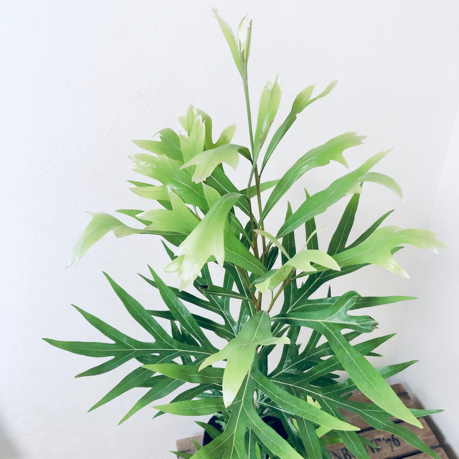 引取限定　超特大　2m超　グレビリアゴールド苗 引取限定 超特大 2m超 グレビリアゴールド苗 引取限定 超特大 2m超