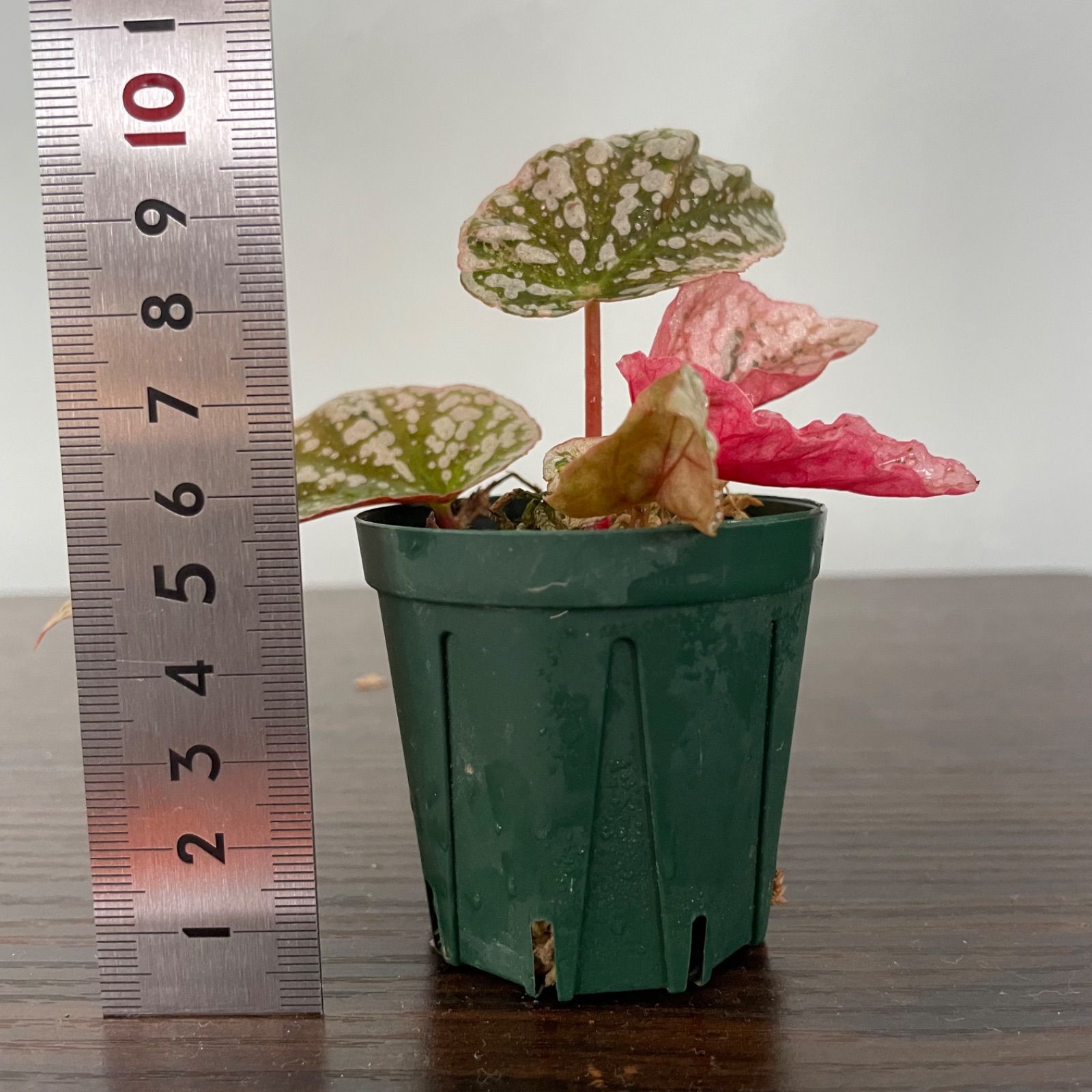 ベゴニア スノーキャップド 斑入り Begonia Snow capped