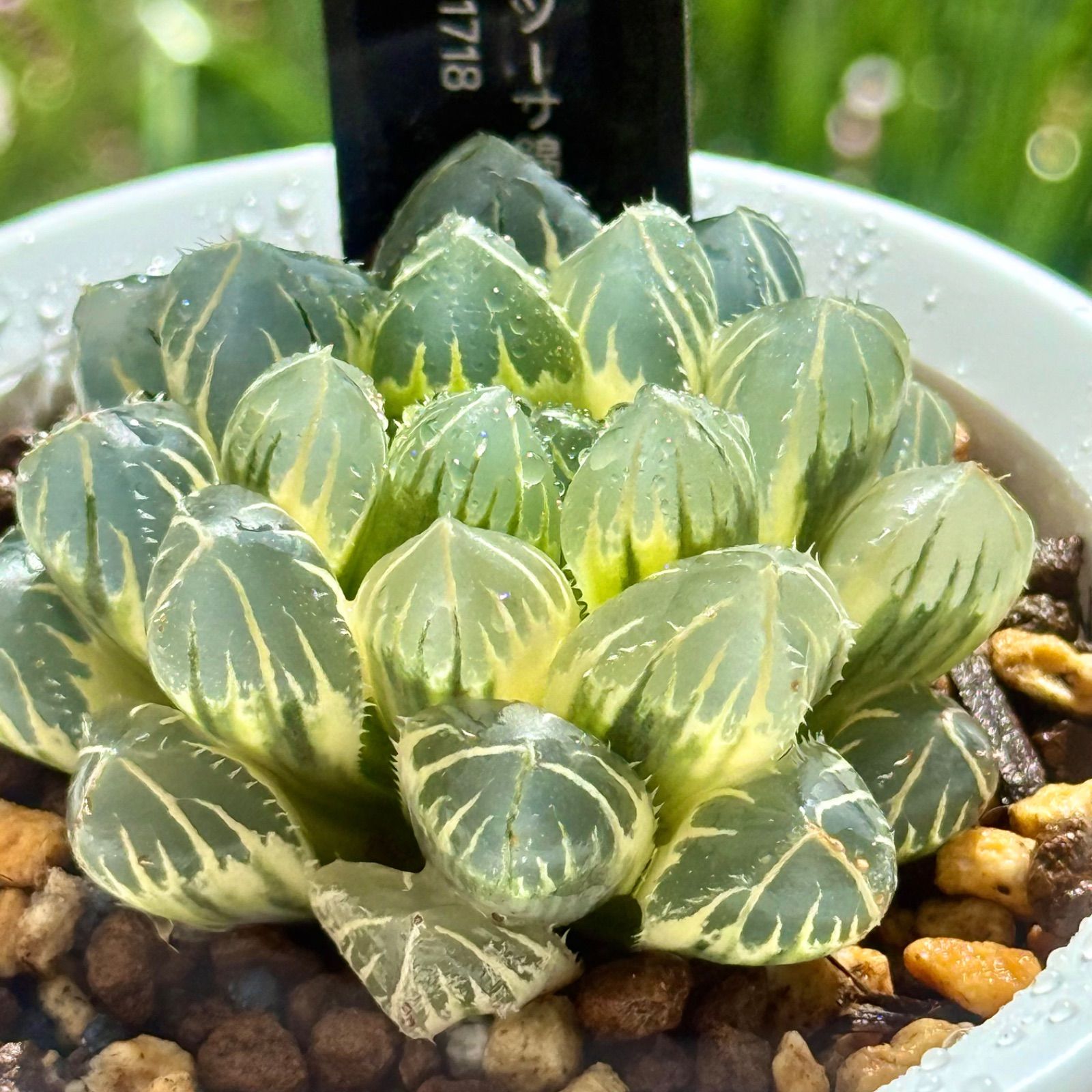 41d ハオルチア　多肉植物　実生オブツーサ錦糊斑親木　自家繁殖 41d ハオルチア 多肉植物 実生オブツーサ錦糊斑親木 自家繁殖 Amazon