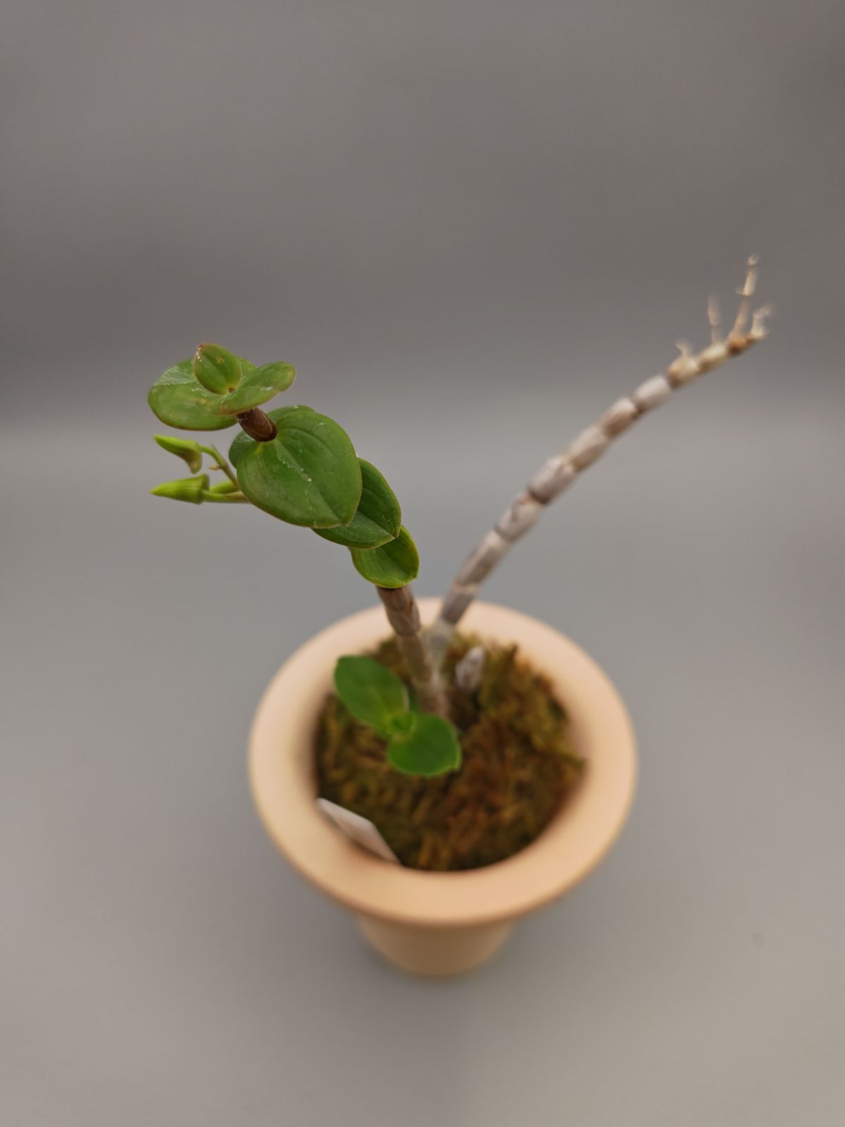 山野草 キバナノセッコク 銘品 [南洲達磨] 【公式通販】