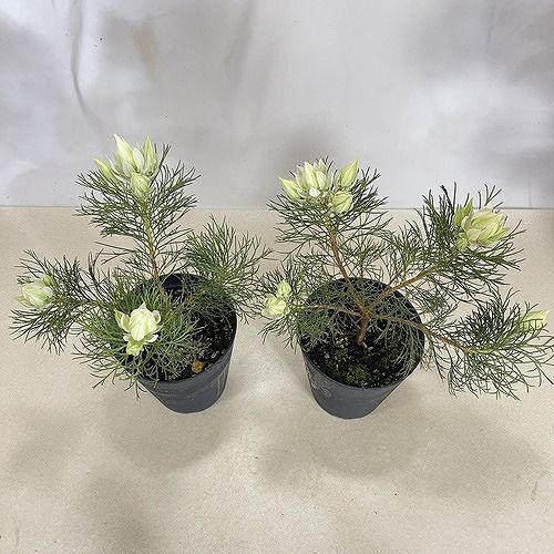 オージープランツ セルリア(ジョーイセルリア) ブラッシングブライト 5