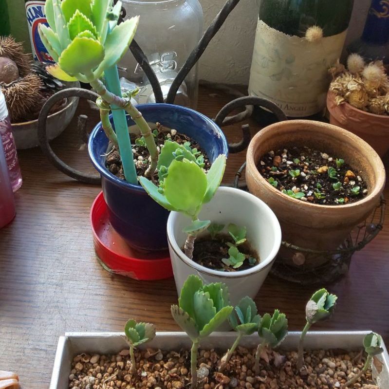 メルカリshops 自然栽培子宝草１苗マザーリーフ多肉植物オマケ付送料込