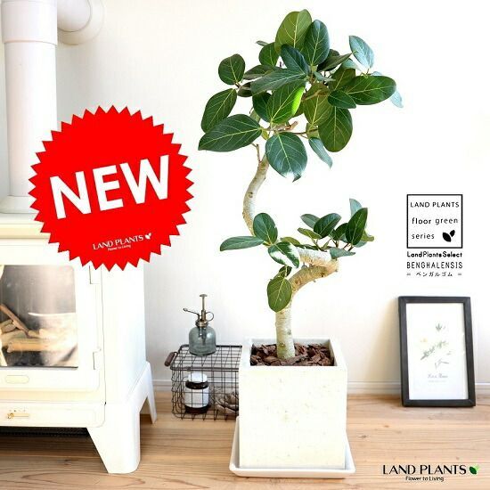 宜興紫砂鉢 多肉菖蒲蘭鉢 大盆栽 小盆栽 宜興紫砂鉢 多肉菖蒲 中国宜興