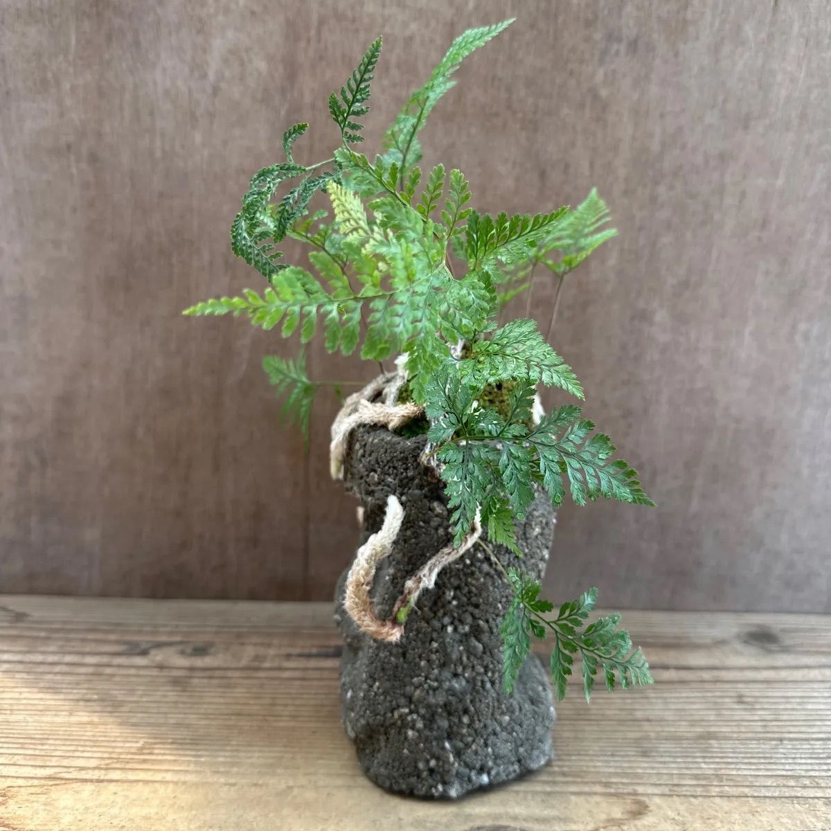 珍品 トキワシノブ (仮名：猫の手) シダ植物 (F) 珍品 トキワシノブ (仮名：猫の手) シダ植物 (F) 楽天市場