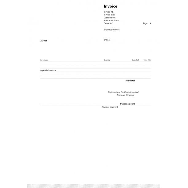 入荷 100粒 アガベ イシスメンシス 種 種子 証明書あり