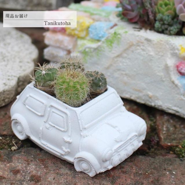 多肉植物の寄せ植え♥男前ミニクーパー♥そのまま飾れる ミニクーパーの寄せ植え yo52 サボテン たにく 多肉植物 寄せ植え 新築