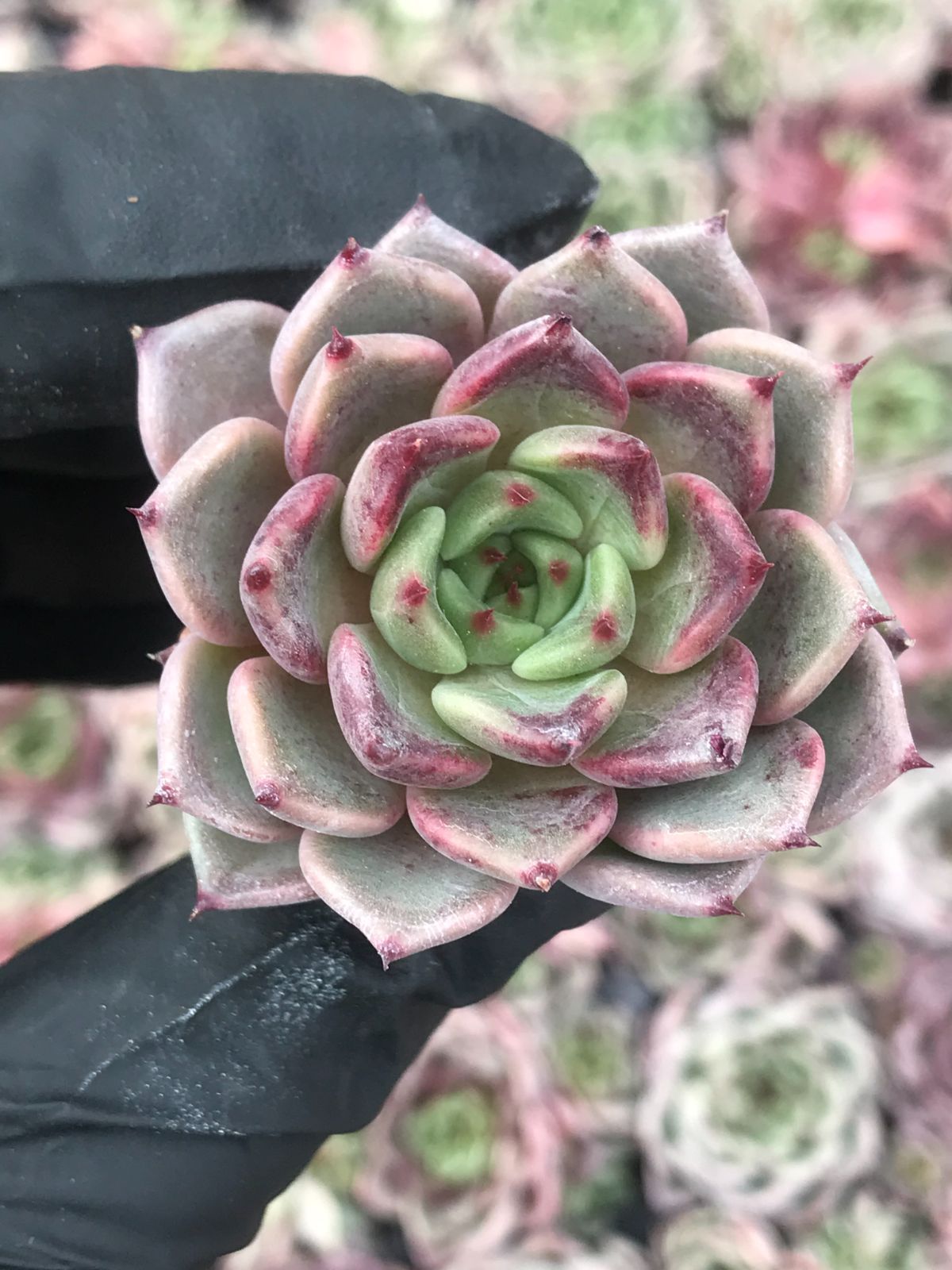 896多肉 くま蜂 札付き 優木園苗 ポットでメルカリ便 【公式通販】