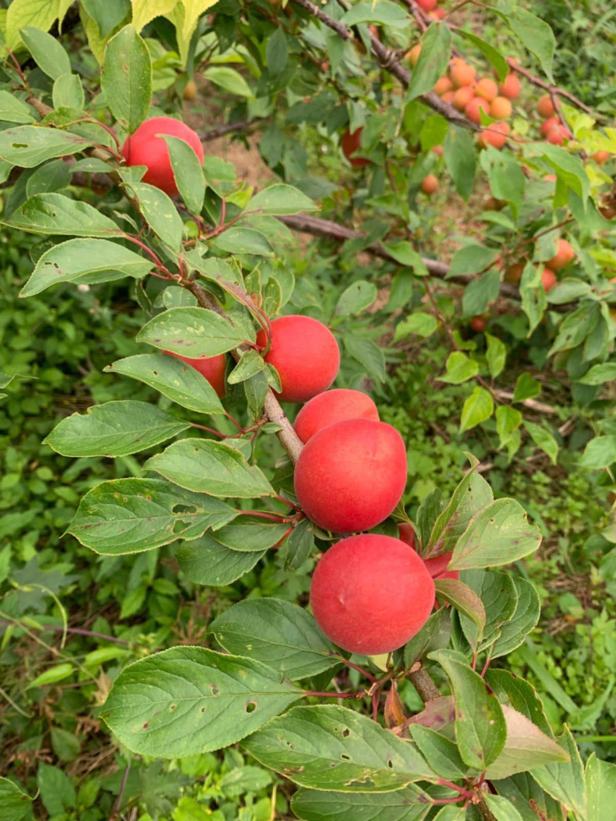 クール便！和歌山県産 紀州梅 露茜 つゆあかね 訳あり1kg - メルカリ
