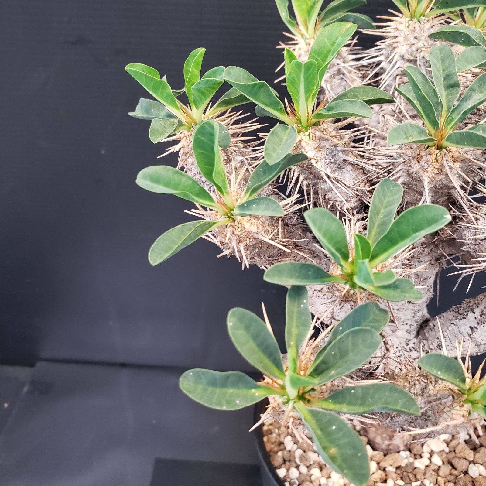 【現品】塊根植物・ギラウミニアウナ 一番分岐が多いメガギラウの植え替え。(写真1〜5枚目) おそらく