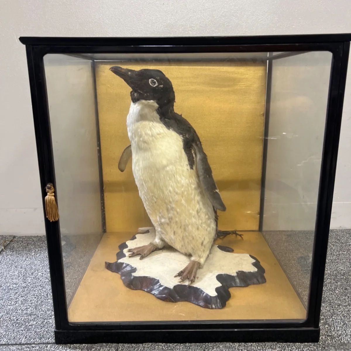 ペンギン剥製 明治の南極探検家白瀬矗採集のペンギンをIMTで展示中です | 山階鳥類