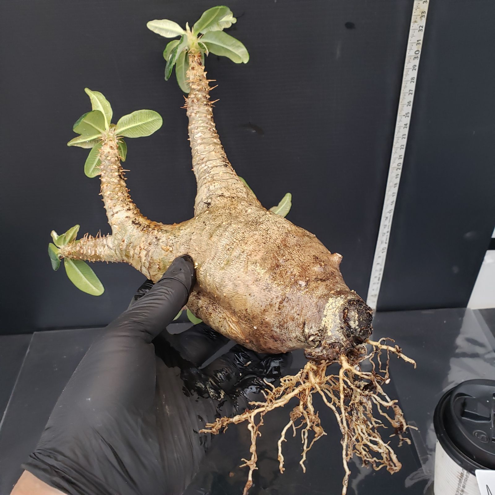 M447【自社養生・発根株】Pachypodium カクチペス（現地球・抜き苗